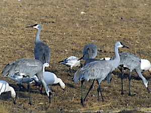 Sand Hill Cranes Flying in New Mexico