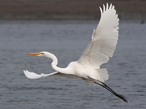 Great Egrets Curl Their Necks When They Fly