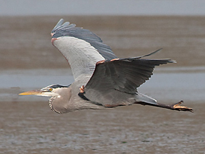 Great Blue Herons Curl Their Necks When They Fly