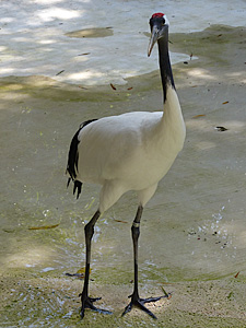 A lonely Grus japonensis