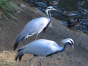 Two Demoiselle Cranes by the Water
